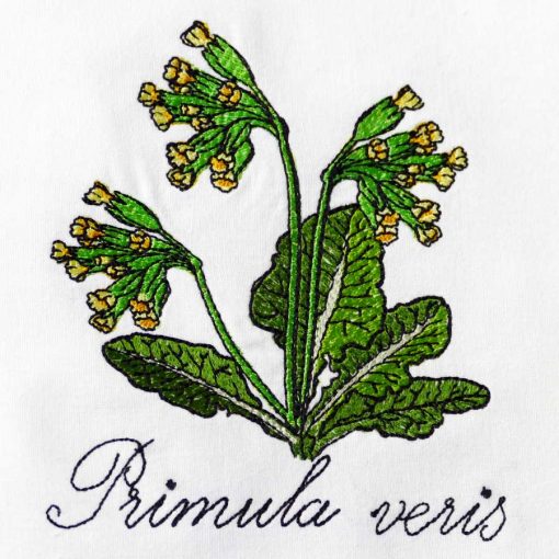 Cowslip small – Primula versis