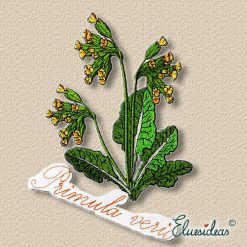 Cowslip – Primula versis machine embroidery