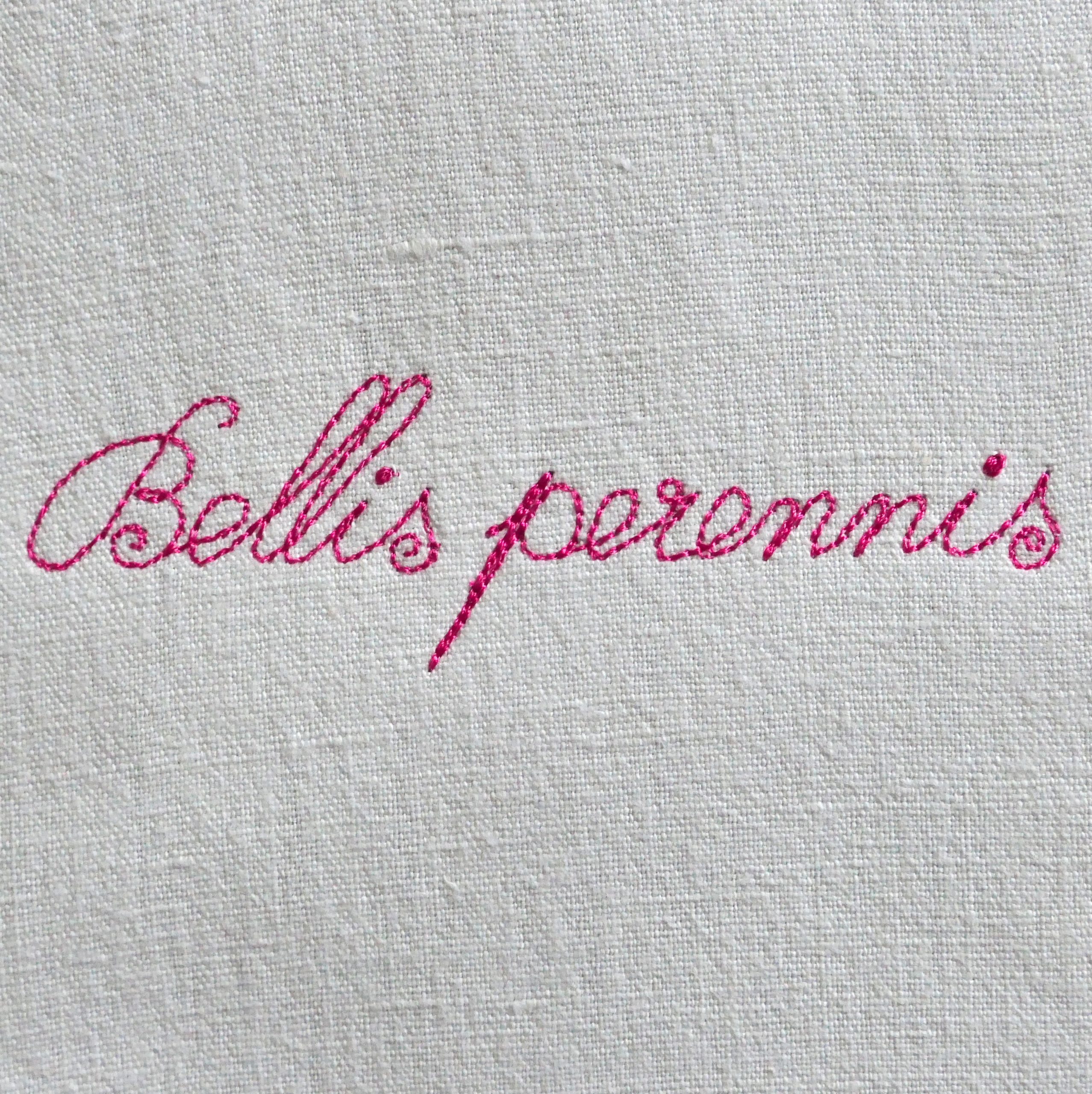 Daisy Delight - Image 4