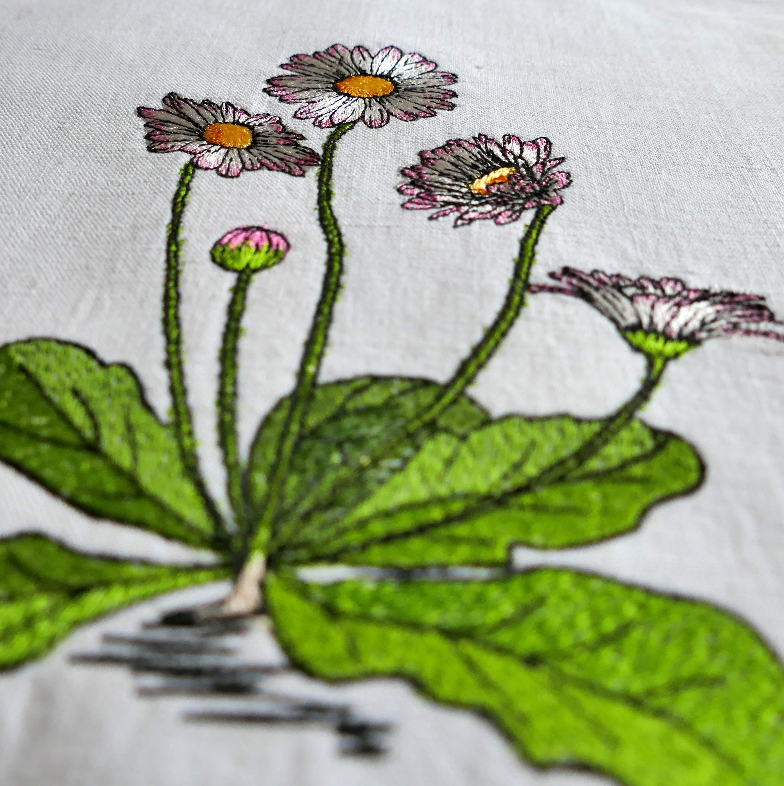 Daisy Delight - Image 10